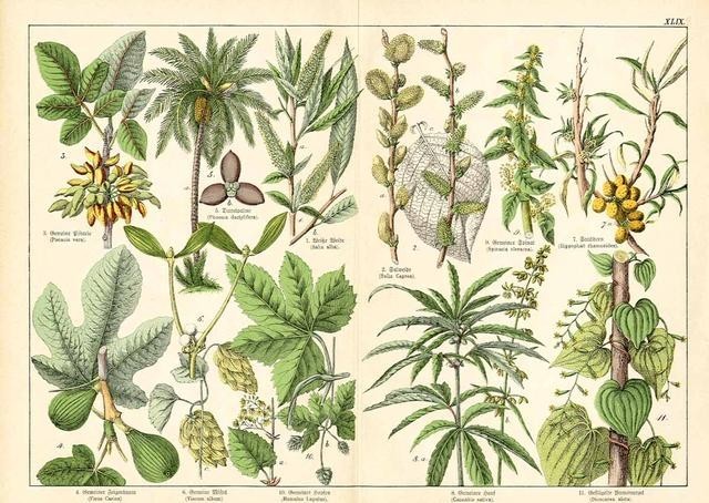 Наркотики растения порка за наркотики