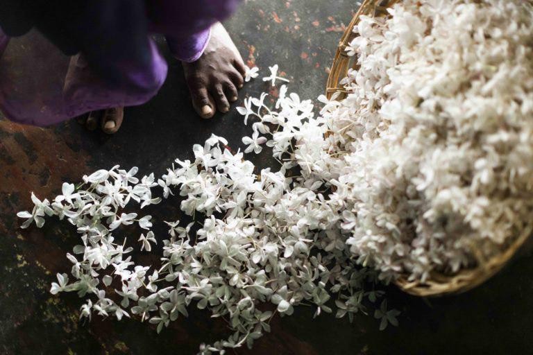 Bvlgari поддержали производство жасмина в Индии 