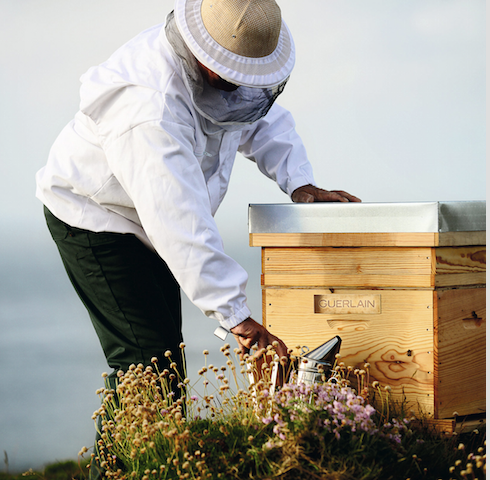 Guerlain празднуют день пчел — и поддерживают европейских пчеловодов