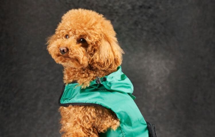 Moncler тоже выпустили одежду для собак — посмотрите, как она выглядит