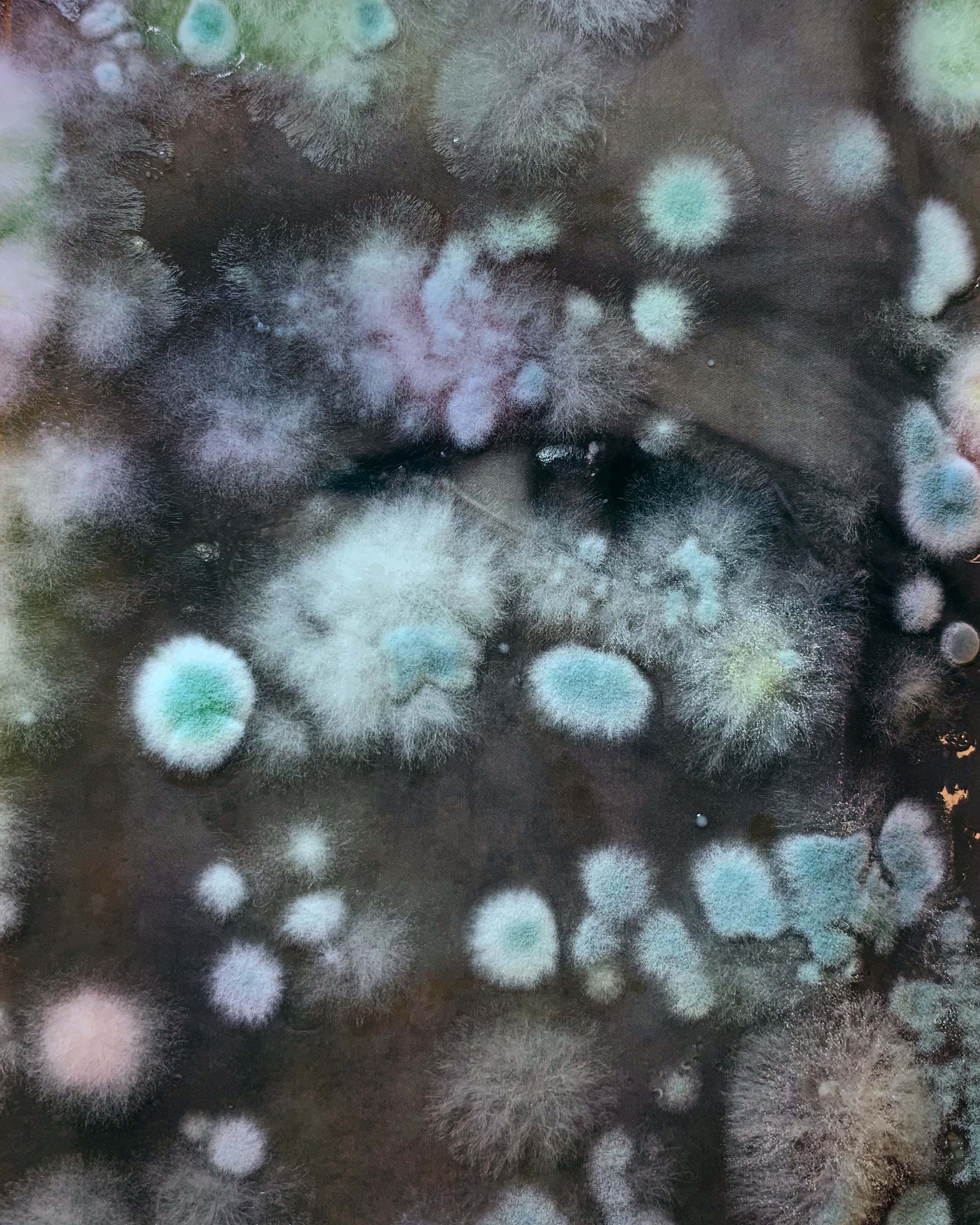 полезная плесень миф или правда. 5e438fd4e81cdf8015e6aaa7a3a9c764. полезная плесень миф или правда фото. полезная плесень миф или правда-5e438fd4e81cdf8015e6aaa7a3a9c764. картинка полезная плесень миф или правда. картинка 5e438fd4e81cdf8015e6aaa7a3a9c764. полезная плесень миф или правда. 5e438fd4e81cdf8015e6aaa7a3a9c764. полезная плесень миф или правда фото. полезная плесень миф или правда-5e438fd4e81cdf8015e6aaa7a3a9c764. картинка полезная плесень миф или правда. картинка 5e438fd4e81cdf8015e6aaa7a3a9c764.