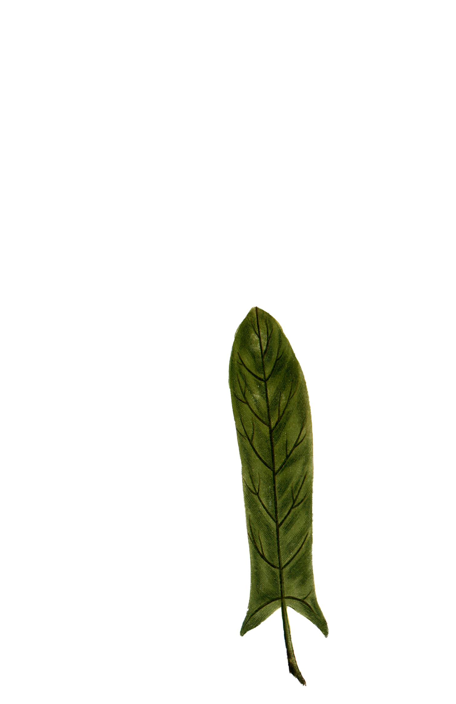 Чем полезен щавель и что из него можно приготовить