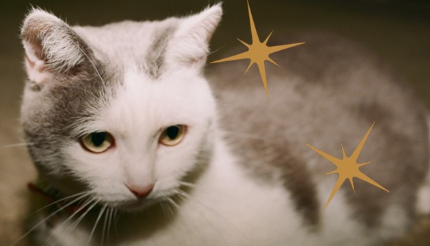 14 декабря: возьмите из приюта кота или пса — и сделайте его счастливым