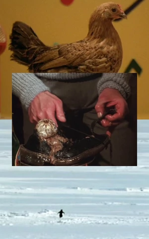 Не только пингвин-нигилист: еще пять стоящих мема историй из фильмов Вернера Херцога