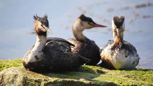 Экологическая катастрофа на Черном море в фотографиях
