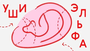 Уши больше — лицо моложе. В Азии растет спрос на «уши эльфа», но нужны ли они вам? 