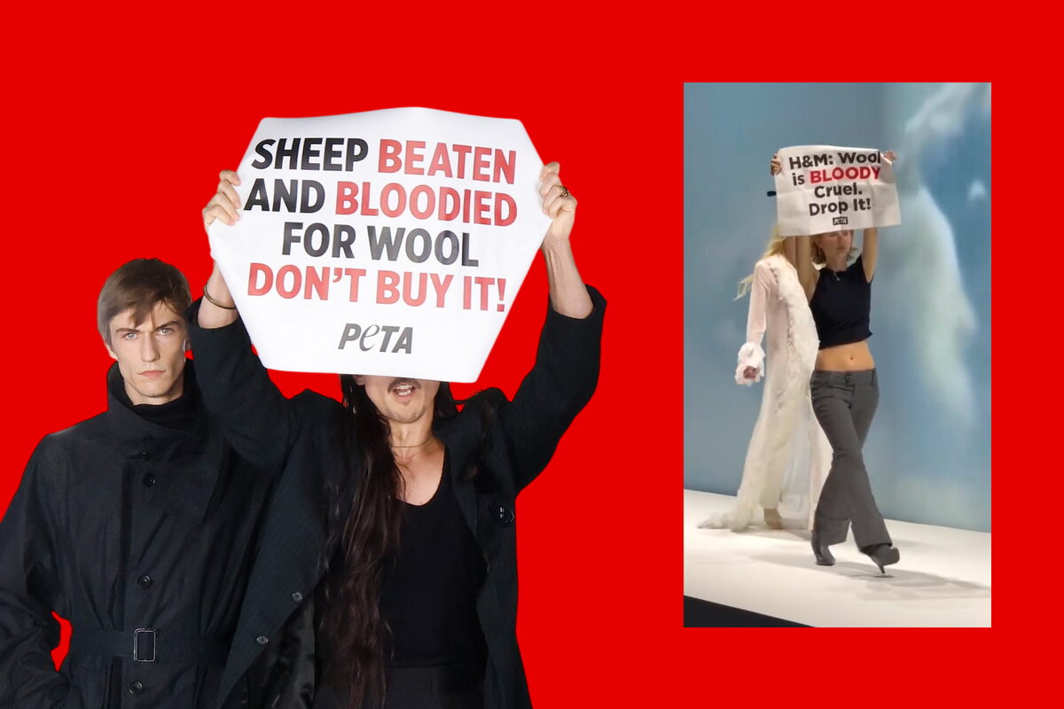 Акции PETA против использования шерсти