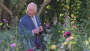 Акварель Карла III появилась в новой коллекции Burberry