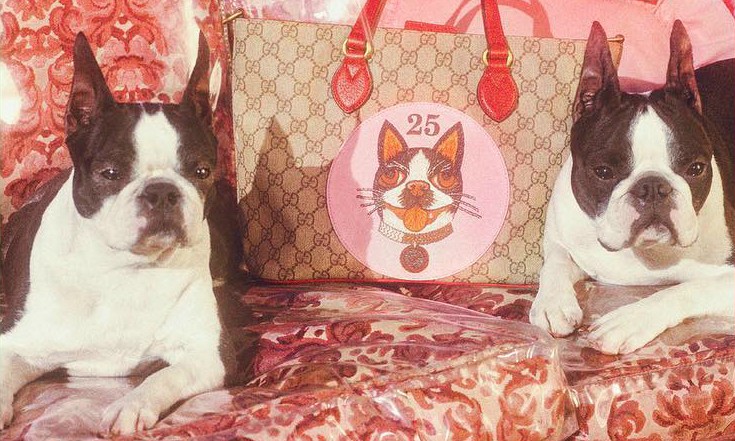 Gucci выпустили капсульную коллекцию в честь года Собаки