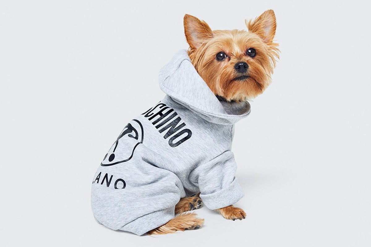 В коллаборации H&M и Moschino будет одежда для собак