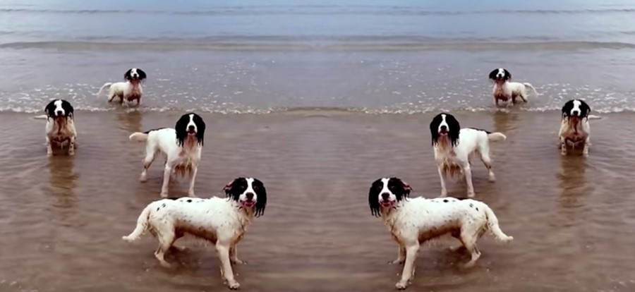 Тильда Суинтон сняла своих собак в музыкальном клипе